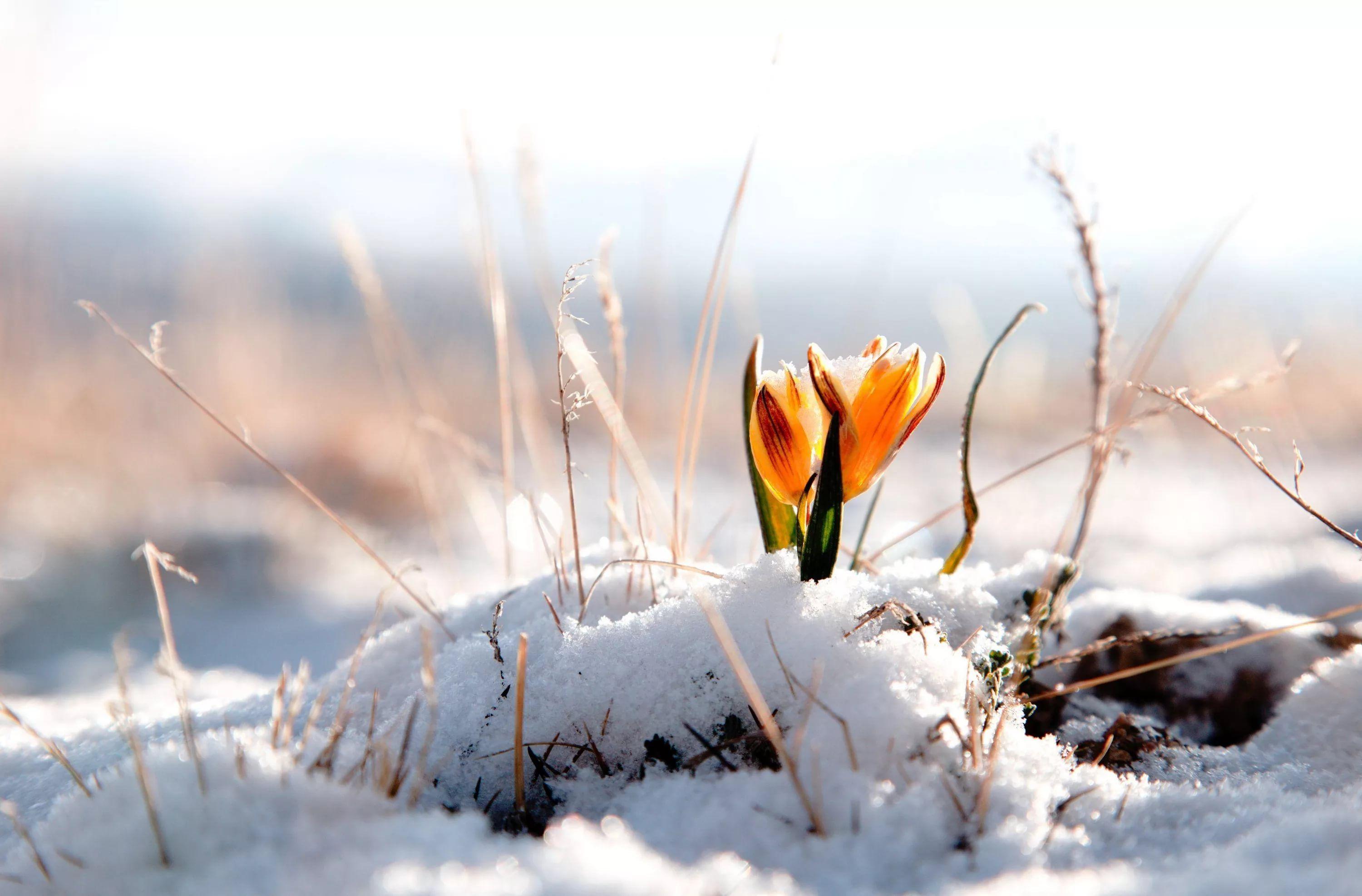 Скачать картинки Весна снег, стоковые фото Весна снег в хорошем качестве |  Depositphotos