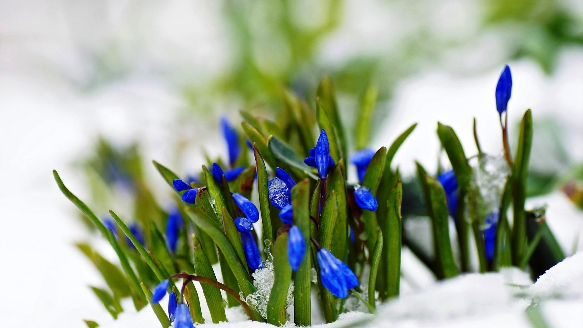 Картинки природа, весна, снег, первоцветы, цветы, подснежники - обои  1600x900, картинка №296656