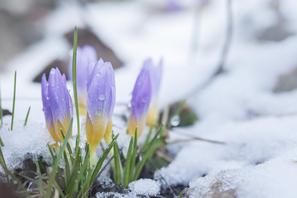 Картинки снежная весна фотографии
