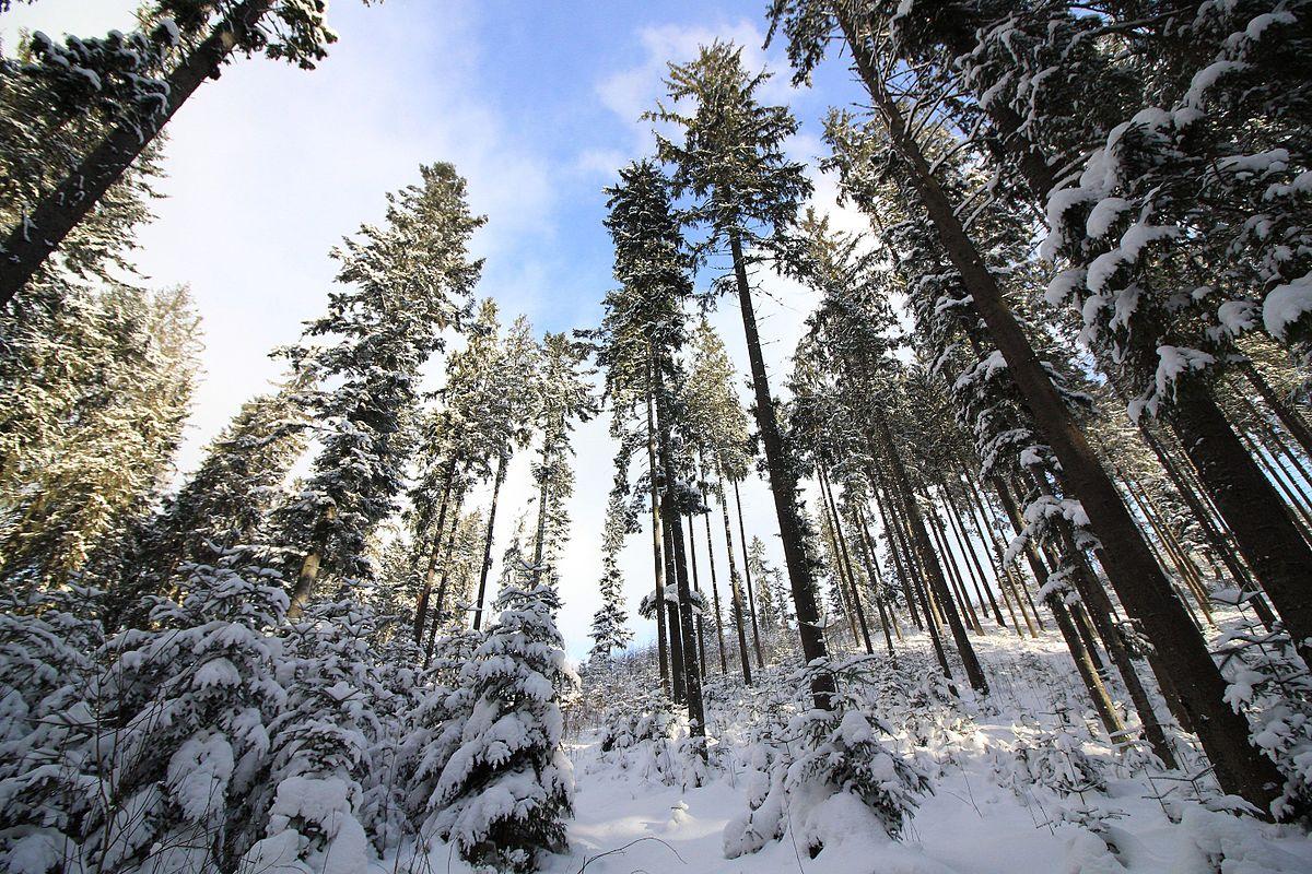 Зимний лес +связано +освещение леса …» — создано в Шедевруме