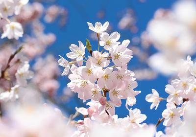 Сакура. Цветущая сакура. Весна. Цветы. Sakura. Cherry blossoms. Spring.  Flowers. | Spring flowers, Blossom, Flowers