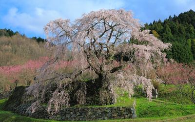 весна цветущая сакура с красивыми розовыми цветами. японская вишня Стоковое  Фото - изображение насчитывающей небо, лепесток: 217927552
