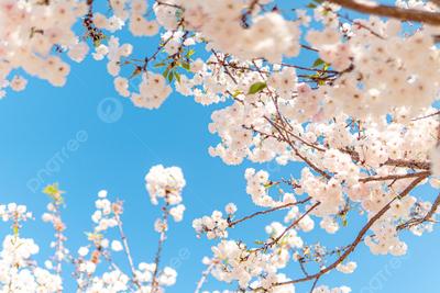 весенние цветы. цветущая сакура в саду Стоковое Изображение - изображение  насчитывающей садовничать, сезон: 217977239