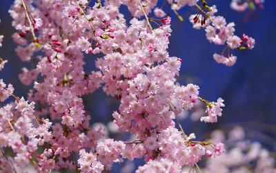 Фотообои Цветущая вишня весной купить в Оренбурге, Арт. 10-028 в  интернет-магазине, цены в Мастерфресок
