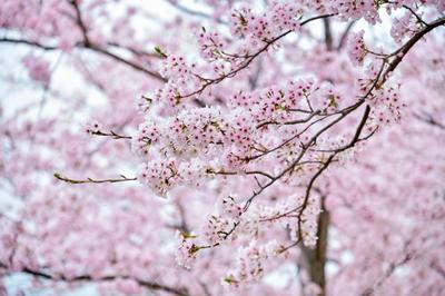 Цветение сакуры: главное событие весны в Японии