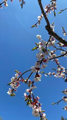 прекрасная вишня цветущая сакура весеннего времени на природе. концепция  ботанического сада. расцветание. арома и Стоковое Изображение - изображение  насчитывающей флористическо, изолировано: 234914089