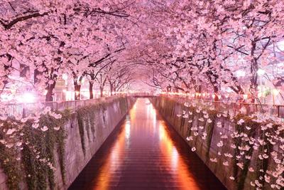 Цветущая сакура в Синдзюку Гёэн | Токио