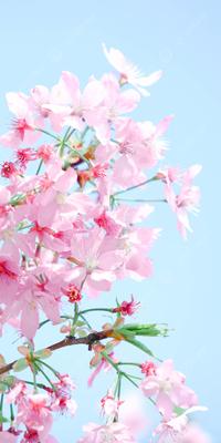 Приход Весны цветущая сакура,красивый…» — создано в Шедевруме