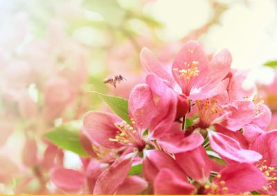 Япония ,весна ,цветущая сакура» — создано в Шедевруме