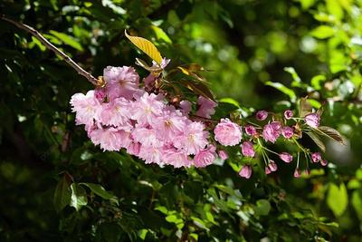 Цветущая сакура с пчелой на цветке в саду весной. foto de Stock | Adobe  Stock