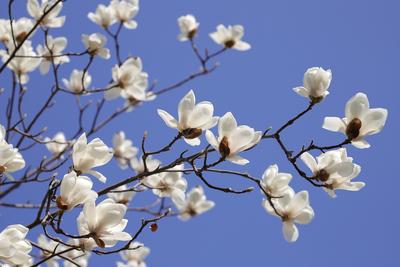 Стихотворение «Цветущая весна», поэт Скрипкин Георгий