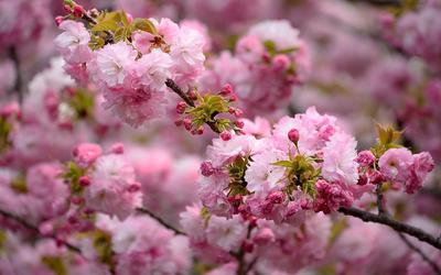 Волшебство весны: 20 ярких цветущих деревьев и распустившихся цветов