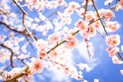 Обои Цветы Сакура, вишня, обои для рабочего стола, фотографии цветы,  сакура, вишня, цветущая, весна Обои для рабочего стола, скачать обои  картинки заставки на рабочий стол.