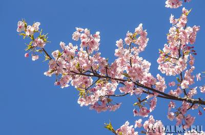 Обои для рабочего стола Весна розовая цветок Ветки Цветущие деревья