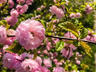 5 стран Европы, в которых самая красивая цветущая весна