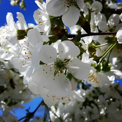 Цветущая весна :: Геннадий Худолеев Худолеев – Социальная сеть ФотоКто