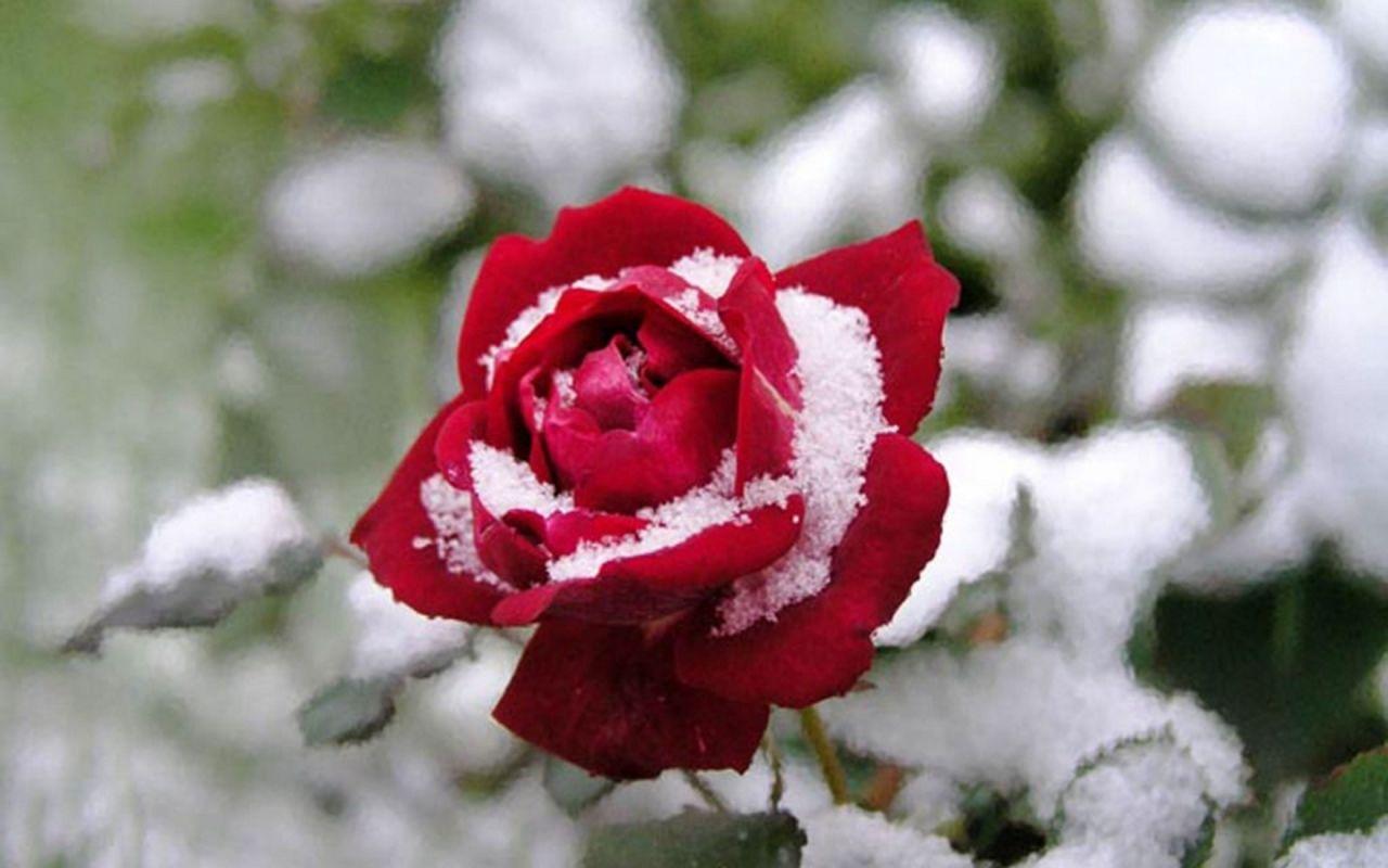 Как ухаживать за розами зимой