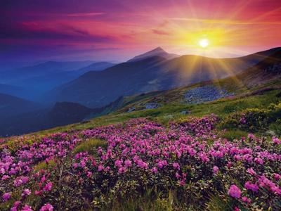 Утро, рассвет, розовое небо, солнце …» — создано в Шедевруме