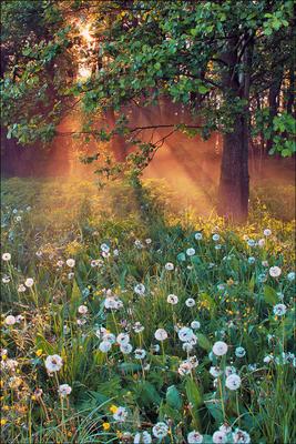 Утро Весна Нежность - Бесплатное фото на Pixabay - Pixabay