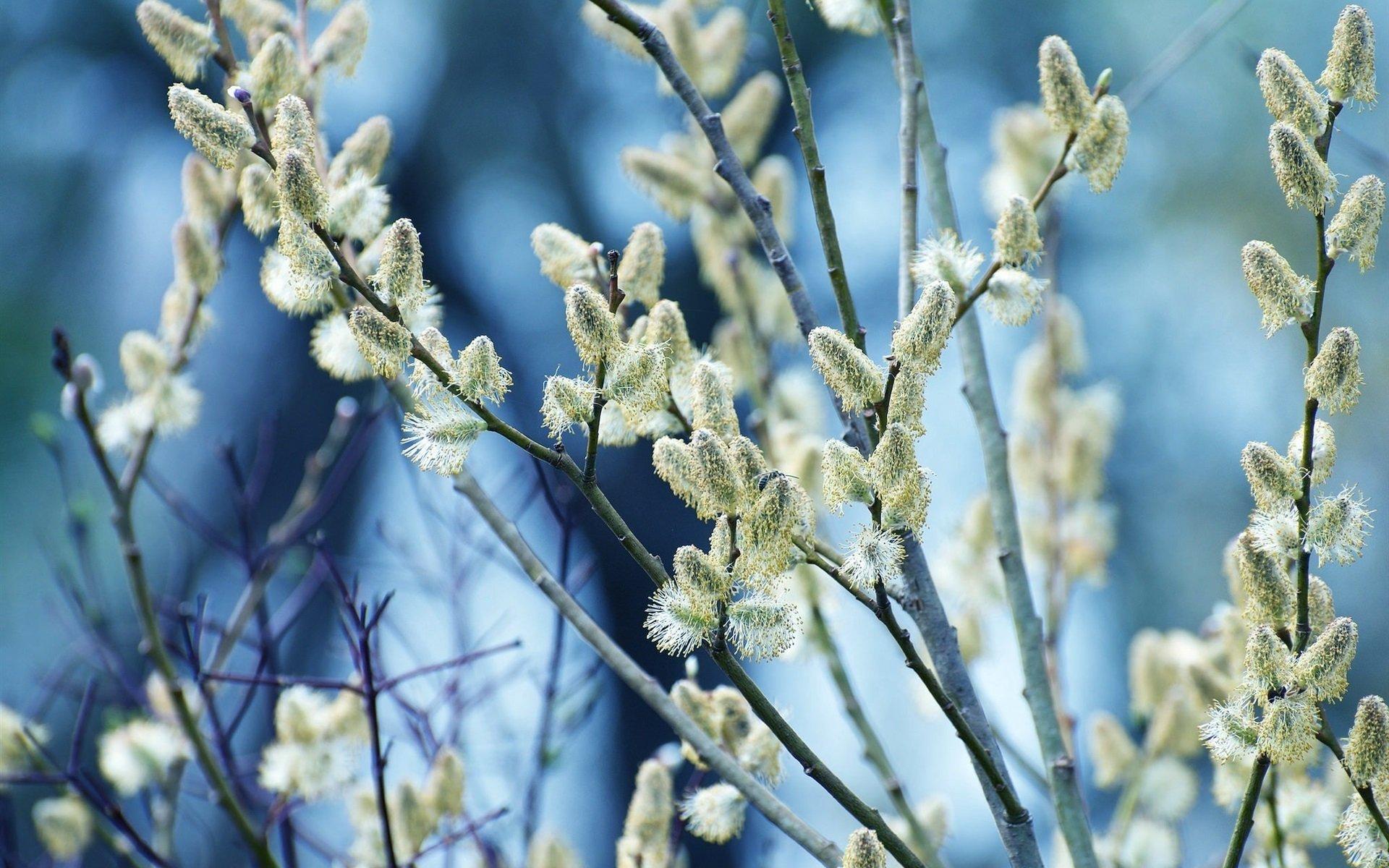 Верба разветвляет весной природа Стоковое Фото - изображение насчитывающей  сезон, привлекательно: 41513524