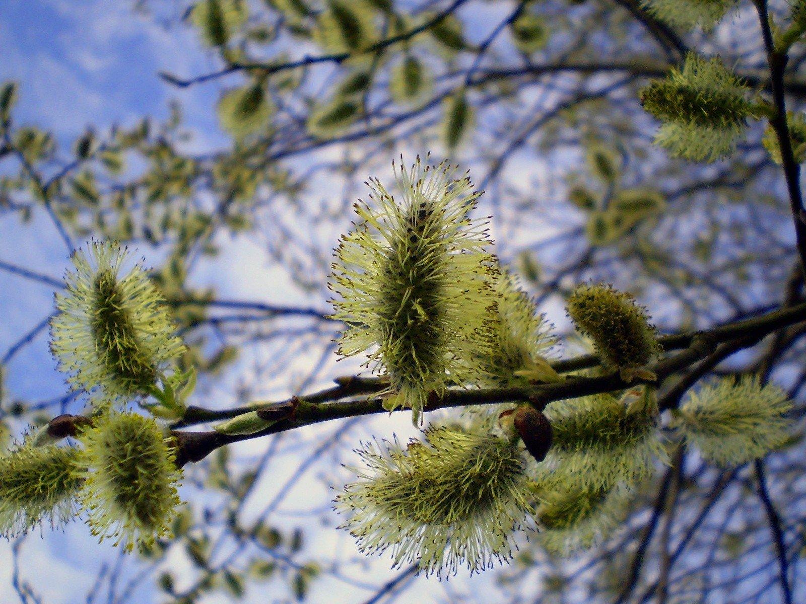 Дерево Верба весной (56 фото) - 56 фото