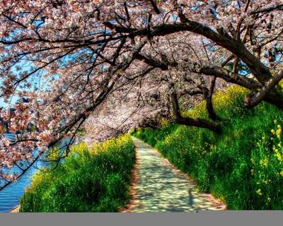 Картинки дорожка, трава, река, цветение вишни, весна - обои 1280x1024,  картинка №176432