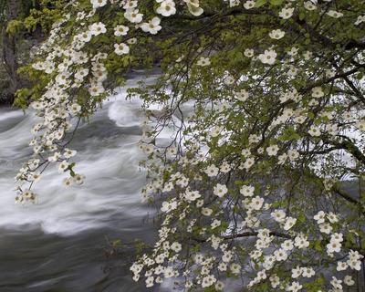 Скачать 1280x1024 река, весна, цветы, дерево, поток обои, картинки стандарт  5:4