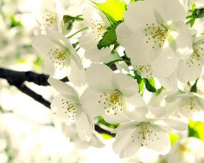 Картинки цветение, Яблоня, бутоны, ветка, листья, белые, весна - обои  1280x1024, картинка №11023 | リンゴの花, 白い花の壁紙, 美しい花