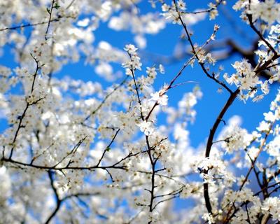 Скачать обои цветы, гора, япония, весна, сакура разрешение 1280x1024 #113385
