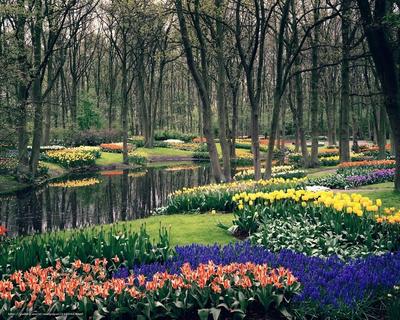 Цветущая сакура, весна, города и страны, озеро, природа, цветы х - Обои для  рабочего стола