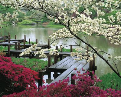 Download wallpaper spring, Flowers, garden free desktop wallpaper in the  resolution 1280x1024 — picture №198940