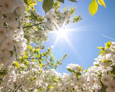 Скачать обои небо, солнце, цветы, красота, весна, раздел природа в  разрешении 1280x1024