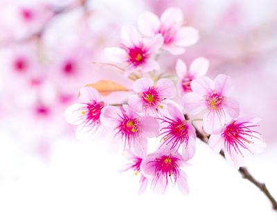 Природа, Весна - Красивые Бесплатные фото обои для рабочего стола windows  #86