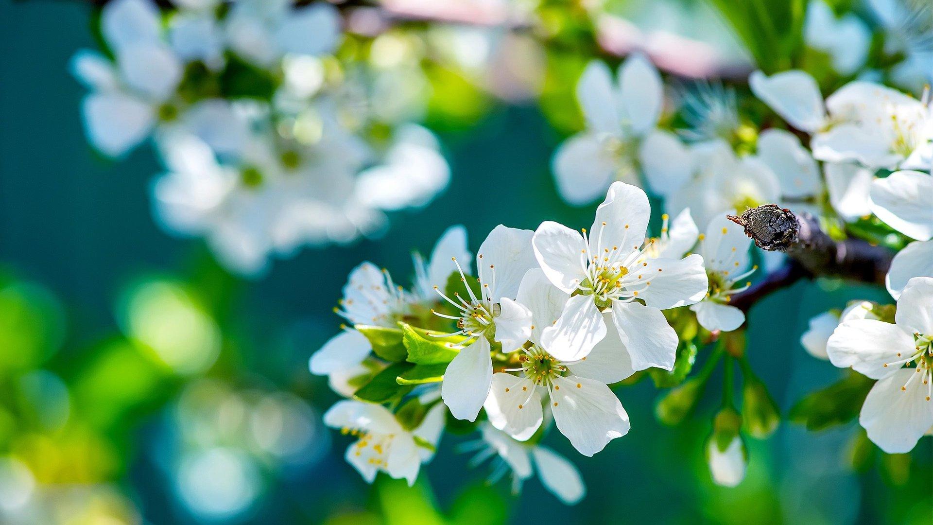 Скачать обои природа, цветение, ветки, весна, яблоня разрешение 1920x1080  #92369