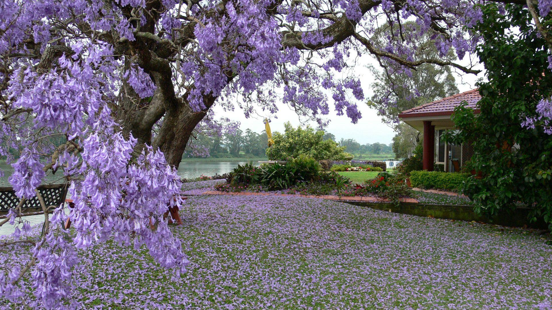 Скачать 1920x1080 весна, дерево, цветение, лепестки, двор, сад, дом обои,  картинки full hd, hdtv, fhd, 1080p