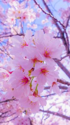 Картинки весна на заставку телефона (47 фото) • Прикольные картинки и  позитив | Cherry blossom wallpaper, Flower iphone wallpaper, Blue flower  wallpaper