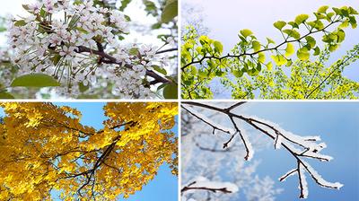 Дерево времен года. весна, лето, осень и зима, лист растений, снег и  цветок, векторные иллюстрации | Бесплатно векторы
