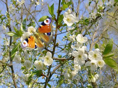Деревянная листву белый цветок весна весна май месяц цветущий сезон пейзаж  сад природа Стоковое Изображение - изображение насчитывающей свет, сезон:  181527315