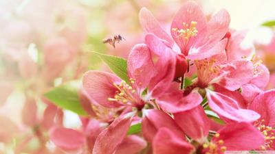 Ветка миндального дерева украшенная потрясающими цветами копирует весенний  май Фото Фон И картинка для бесплатной загрузки - Pngtree