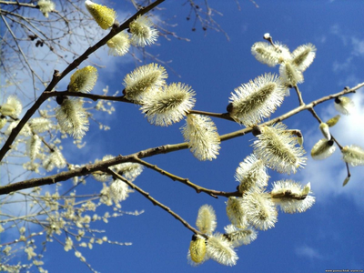 Wonderful seasons - Весна - март, апрель, май. Природа начинает пробуждение  после зимней спячки, начинается период роста и цветения растений. | Facebook