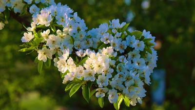 Скачать обои Дерево, Ветка, Весна, Цветы в разрешении 1366x768 на рабочий  стол