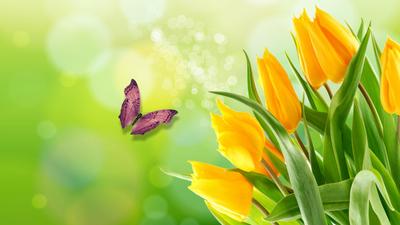 Download wallpaper BUTTERFLY, the Wallpapers, SPRING, BEAUTY, YELLOW  TULIPS, section flowers in resolution 1366x768