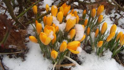 желтые тюльпаны под снегом-ОБОИ- на рабочий стол-Весна бесплатно