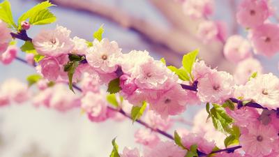 HD картинки весна 1366x768, обои весенние цветы 1366x768, скачать обои  высокого качества