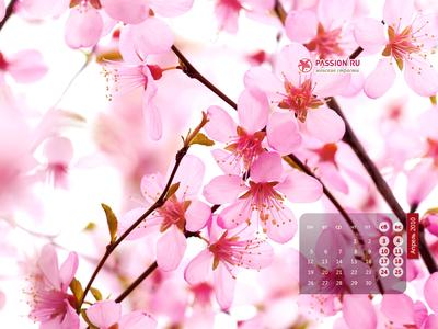 Картинки весна на рабочий стол (100 фото)
