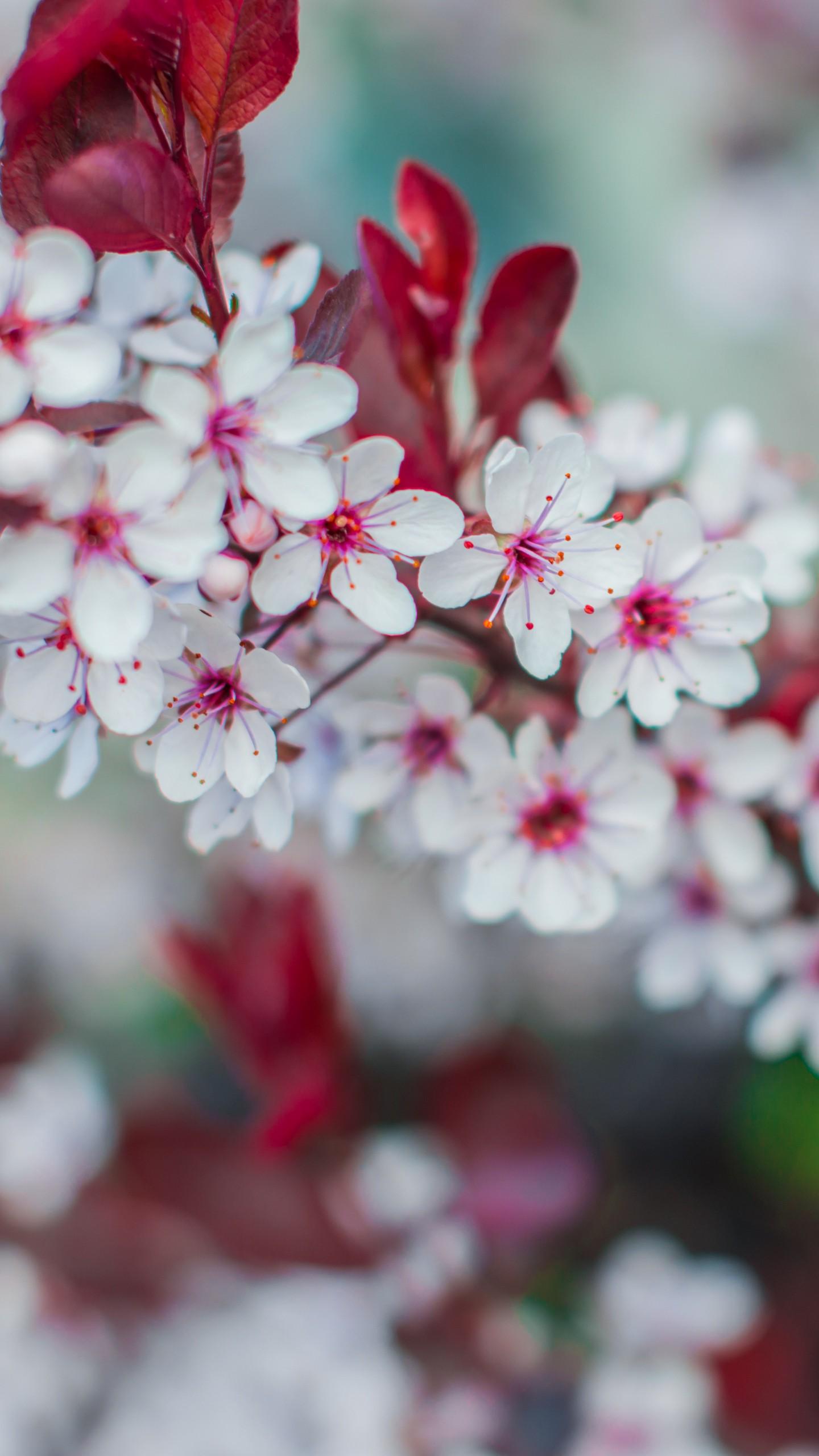 вертикальная версия розовой фотографии картинка весна цветущая вишня телефон  обои Фон И картинка для бесплатной загрузки - Pngtree
