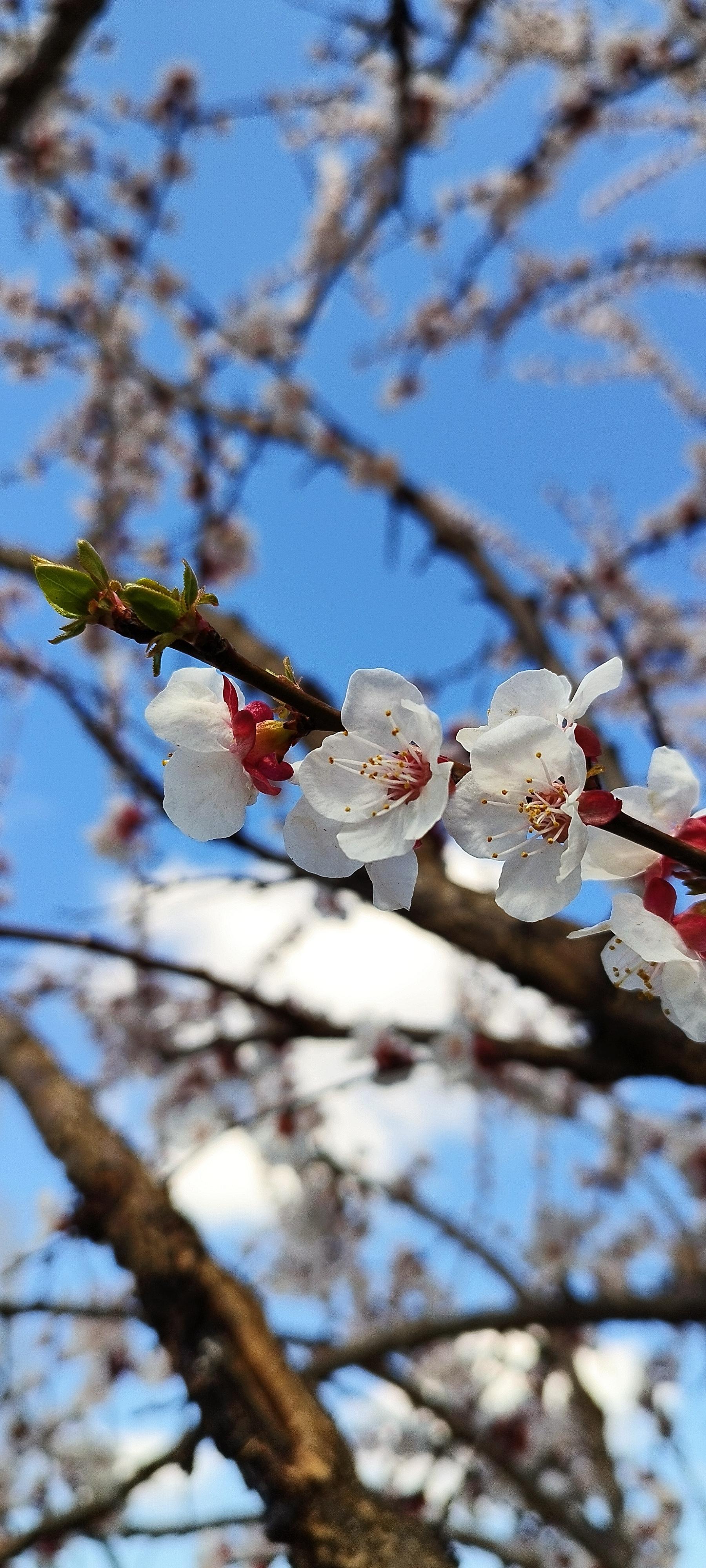 Женщина держит телефон в руке с белым экраном, цветущим деревом сакуры на  фоне копировального пространства, весна приближается | Премиум Фото