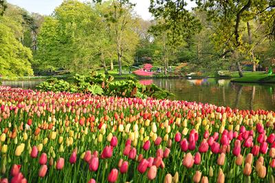 Обои для рабочего стола Нидерланды Keukenhof Весна Природа Тюльпаны