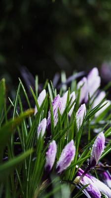 Скачать 800x1420 весна, цветы, трава, цветение обои, картинки iphone  se/5s/5c/5 for parallax