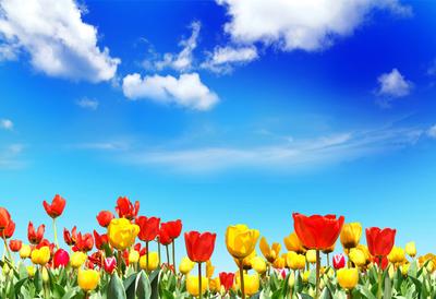 Картинки голландия Keukenhof Весна Природа Тюльпаны Пруд Парки